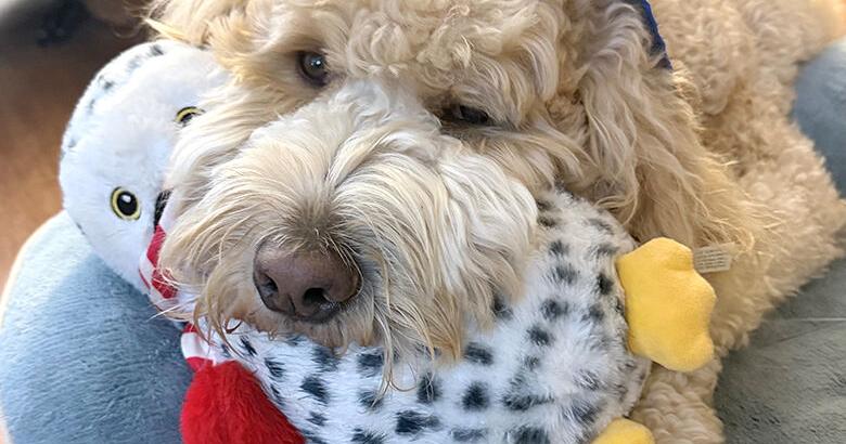 Pet Spot: Goldendoodle Dallas enjoys his stuffed toys