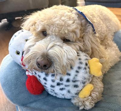 Pet Spot: Goldendoodle Dallas enjoys his stuffed toys