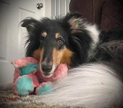 Pet Spot: JR loves his stuffed animals