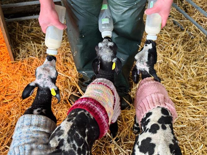 Woolly jumpers help chilly Barnsley lambs beat the cold snap