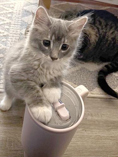 Pet Spot: Smokey’s a curious kitty