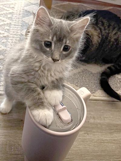 Pet Spot: Smokey’s a curious kitty