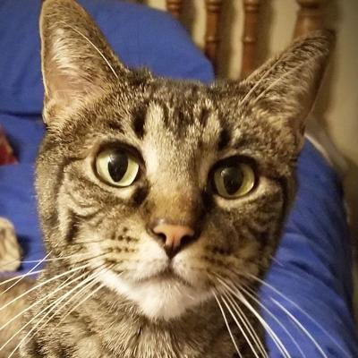 Jenny Goben of Cedar Hill says her tabby cat, Lil' bit, is a great companion.