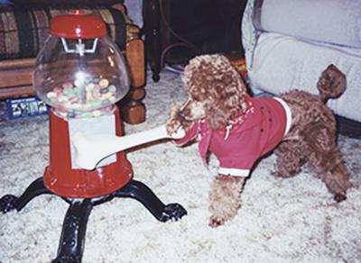 Ed Bohnert's dog, Rosie, uses this machine to dispense food for herself and another family dog.