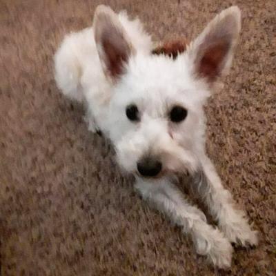 Hogan, the 2-year-old schnoodle