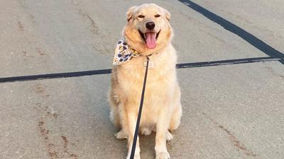 Madison Mauzy of House Springs said this recent photo shows her dog, Rudy stopped in the middle of the street because he didn’t want to walk without his sister, Belle.