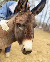 Lost donkey found in Byrnes Mill returned to owner