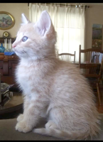 Pet Spot: Peanut is a curious, loving kitty