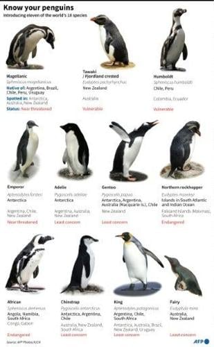 Know your penguins