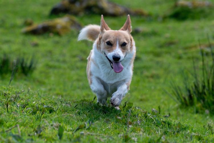 Meet Britain’s most unlikely sheepdog – a 25 cm tall Corgi