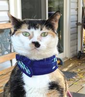 Pet Spot: Owner says pet has ‘catitude’