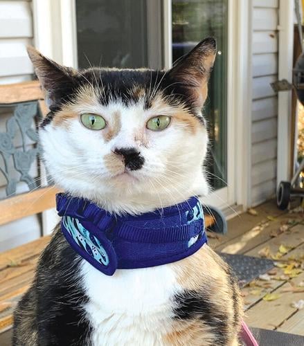 Pet Spot: Owner says pet has ‘catitude’