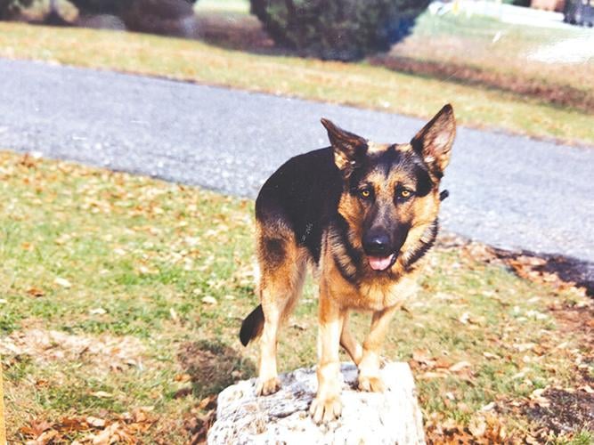 Bruno, the first canine employed by the Eureka Police Department, in 1994.