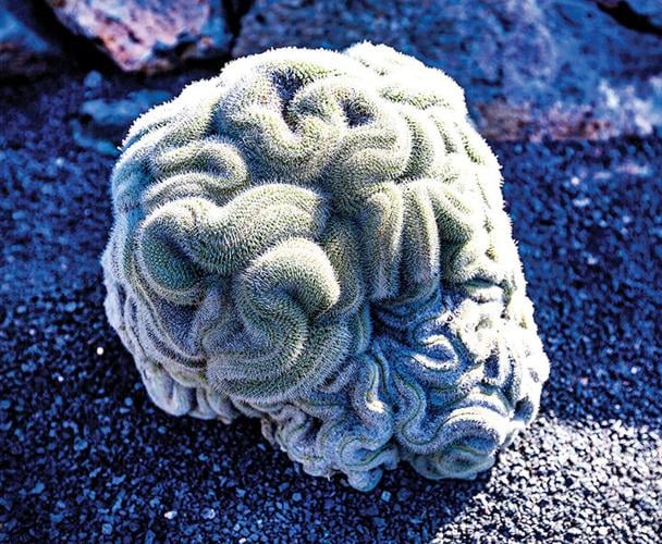 1. Brain Cactus web.jpg