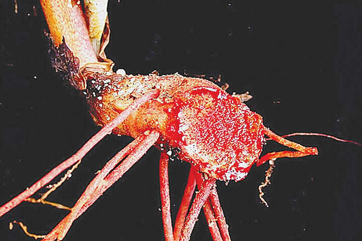 2. Bloodroot- Gilles Ayotte web.jpg