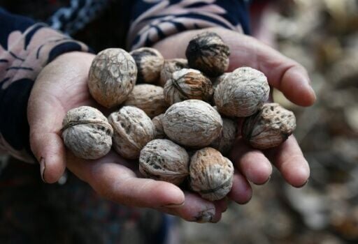 The forest outside Arslanbob in the Kyrgyz mountains is the world's biggest wild walnut grove