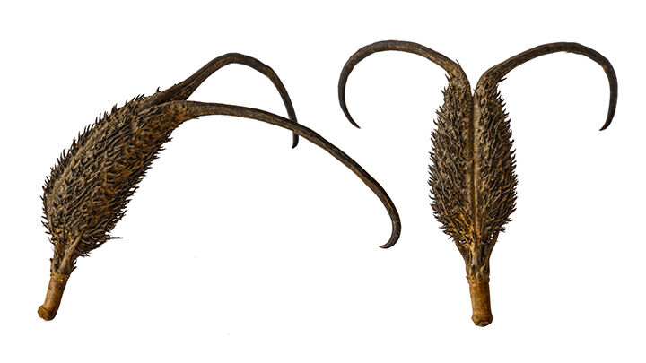 3. Devil's Claw web.jpg