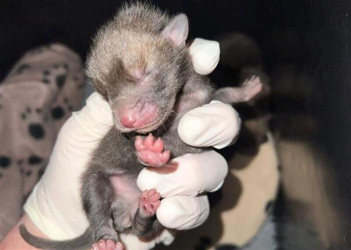 Adorable fox cubs reunited with mum after falling out of electric car’s engine