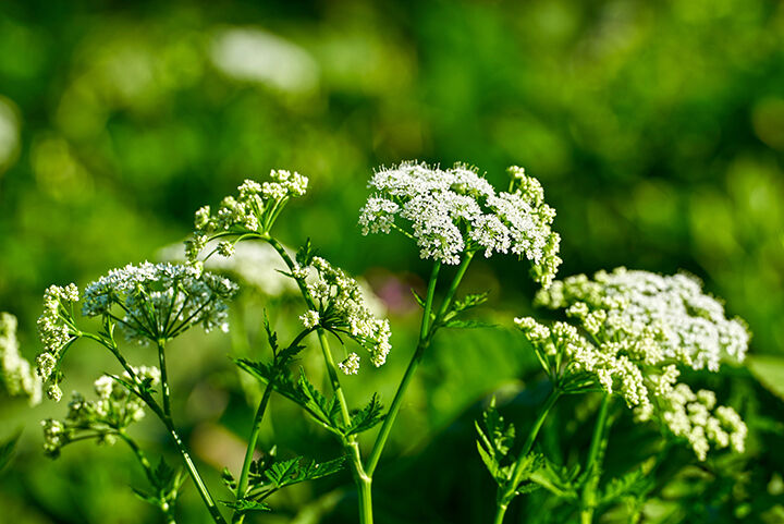 4. Poison Hemlock web.jpg