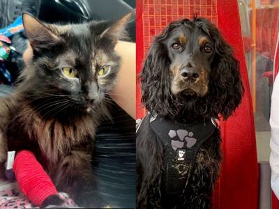 catdog_featured