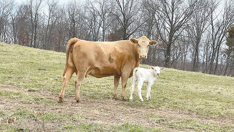 A newborn calf stays close to its mother at the Reando Farm on Dec. 23.