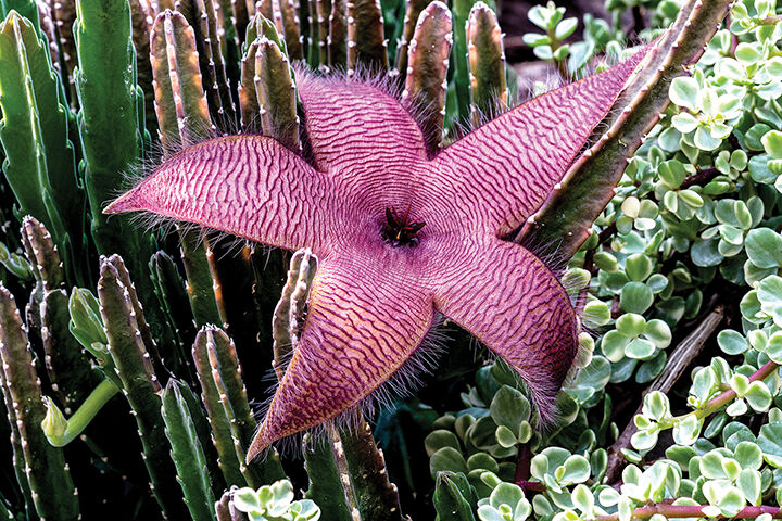 5. carrion plant web.jpg