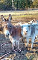 Pet Spot: Dittmer woman helps tend to daughter’s mini donkeys