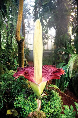 6. corpse flower web.jpg