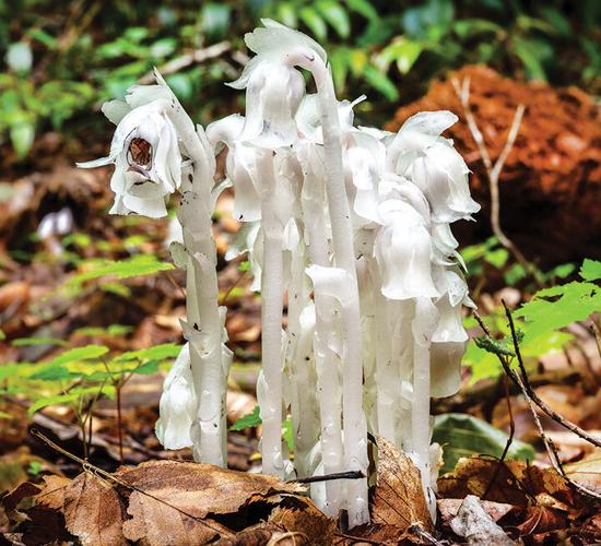 7. spooky ghost plant web.jpg