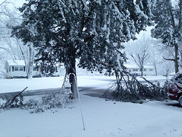 Snow and wind brought down limbs on this tree in Cedar Hill this morning.