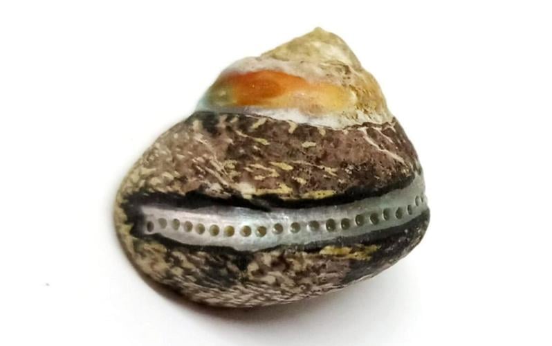 Cavemen gathered shellfish using same methods as modern humans, suggests study