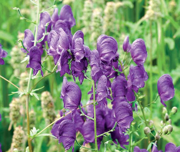 8. Aconite or wolfsbane web.jpg