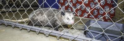 What is your favorite type of pet?