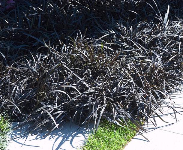 10. Black mondo grass web.jpg