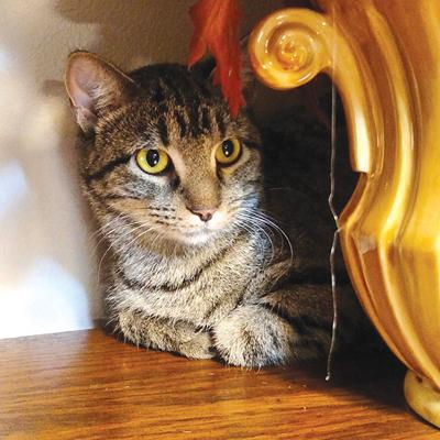 Pet Spot: Sofie the tabby still skittish after many years in De Soto home