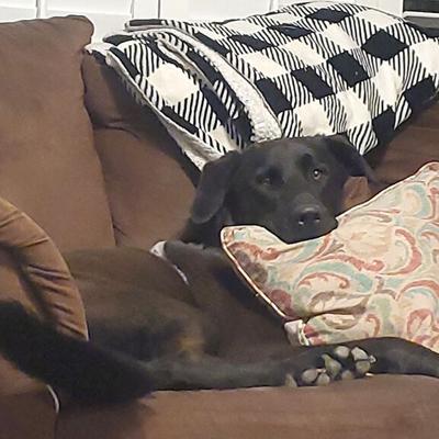 Pet Spot: Sailor sticks to owner like Velcro