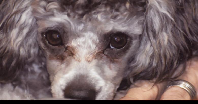 Pet spot: Rascal is well named | Pet Photos | myleaderpaper.com