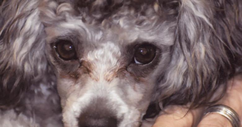 Dog Spot Rascal Pet spot: Rascal is well named | Pet Photos | myleaderpaper.com
