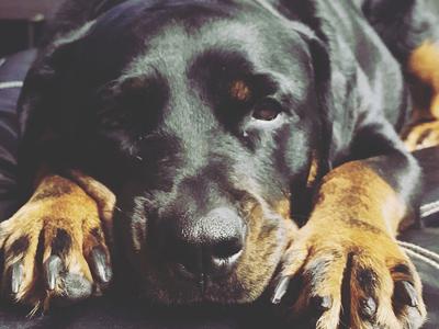 Lindsey Raby of Arnold sent in this photo of her family's dog, Hurley, a lovable Rottweiler.