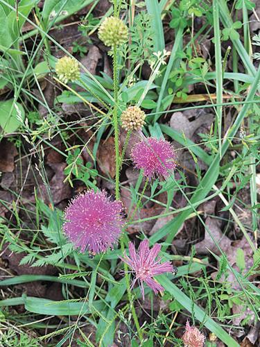 wildflowers