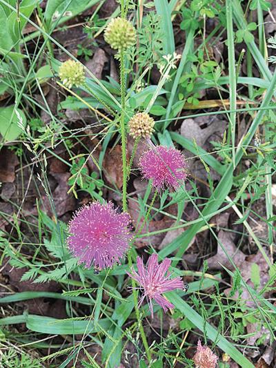 wildflowers
