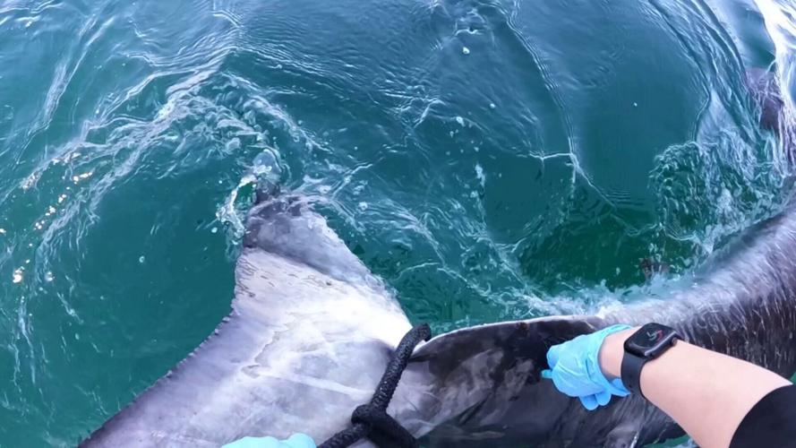 9-ft great white shark Brass Bed spotted off Florida coast