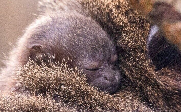 UK zoo celebrates three new primate births in bid to save species from extinction