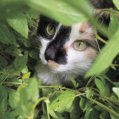 Pet Spot: Snickers enjoys sitting in weeds, hunting bugs