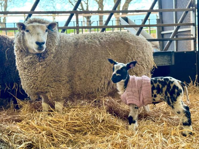 Woolly jumpers help chilly Barnsley lambs beat the cold snap