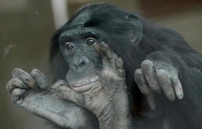 Bonobos live in matriarchal societies where one would expect more aggression among females, but researchers observed more hostility towards males