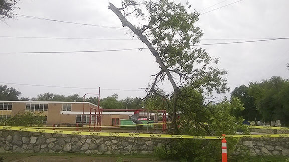 cc tree limb