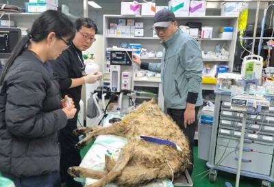 This handout photo taken on April 17, 2026 and released by Daejeon Metropolitan City shows veterinarians and other staff members examining the condition of a wolf named Neukgu after it was recaptured following its escape from a zoo