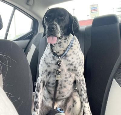 Pet Spot: Willie has energy to burn