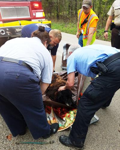 De Soto Rural firefighters rescue dog tangled in brush in creek after heavy rains.